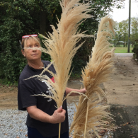 Natural Pampas Grass